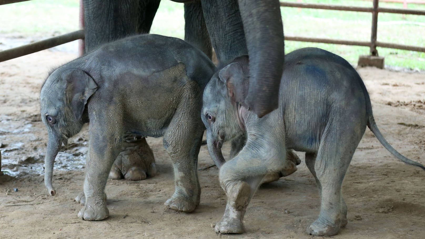 Die Elefantenzwillinge im "Wingabaw Elephant Camp" in der Stadt Bago in <a data-li-document-ref="52651949" href="https://www.heute.at/s/elefanten-werden-fur-hautcreme-brutal-gehautet-52651949">Myanmar</a>&nbsp;sind nur der 12. aufgezeichnete Fall seit 1960.