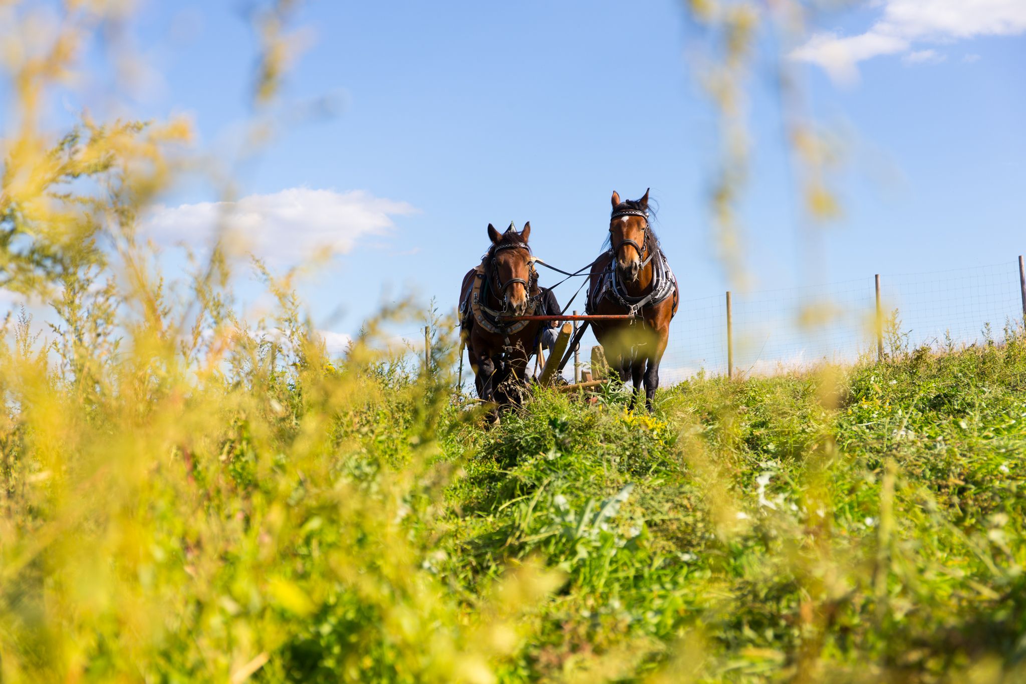 Was war die Rolle des Pferdes in der bäuerlichen Arbeitswelt vor über 100 Jahren? Erfahre alles darüber am 28.9. im Museumsdorf Niedersulz.
