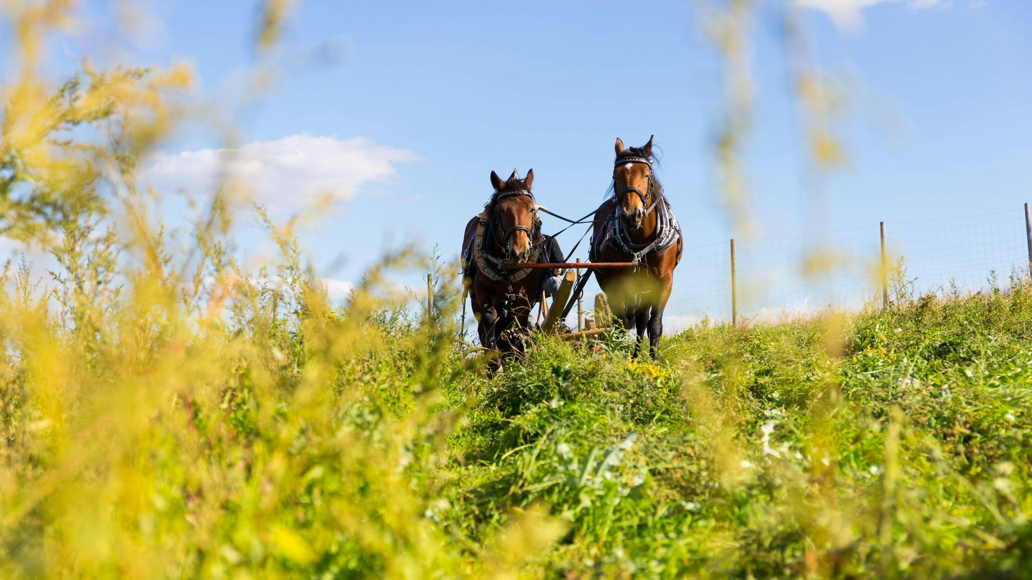 Pferdekraft im Museumsdorf Niedersulz