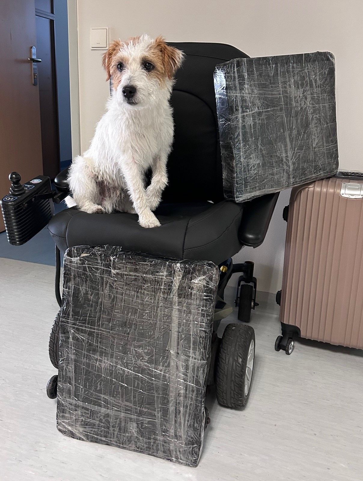 Der Drogenspürhund Pitt vom Taffatal zeigte eindeutige Zeichen.