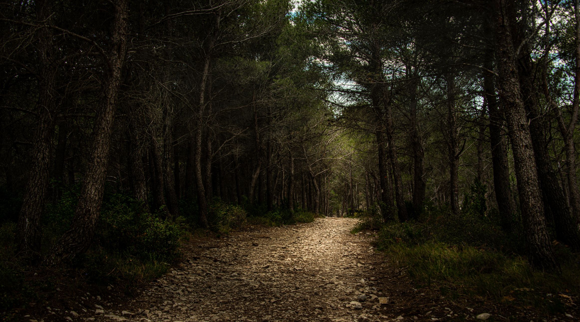 Unsere Wälder brauchen nach dem Horror-Unwetter der vergangenen Tage Erholung. (Symbolbild)