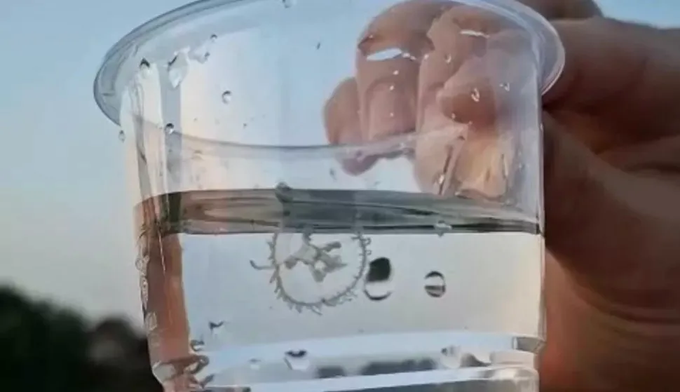 In immer mehr Seen breiten sich Süßwasserquallen aus.