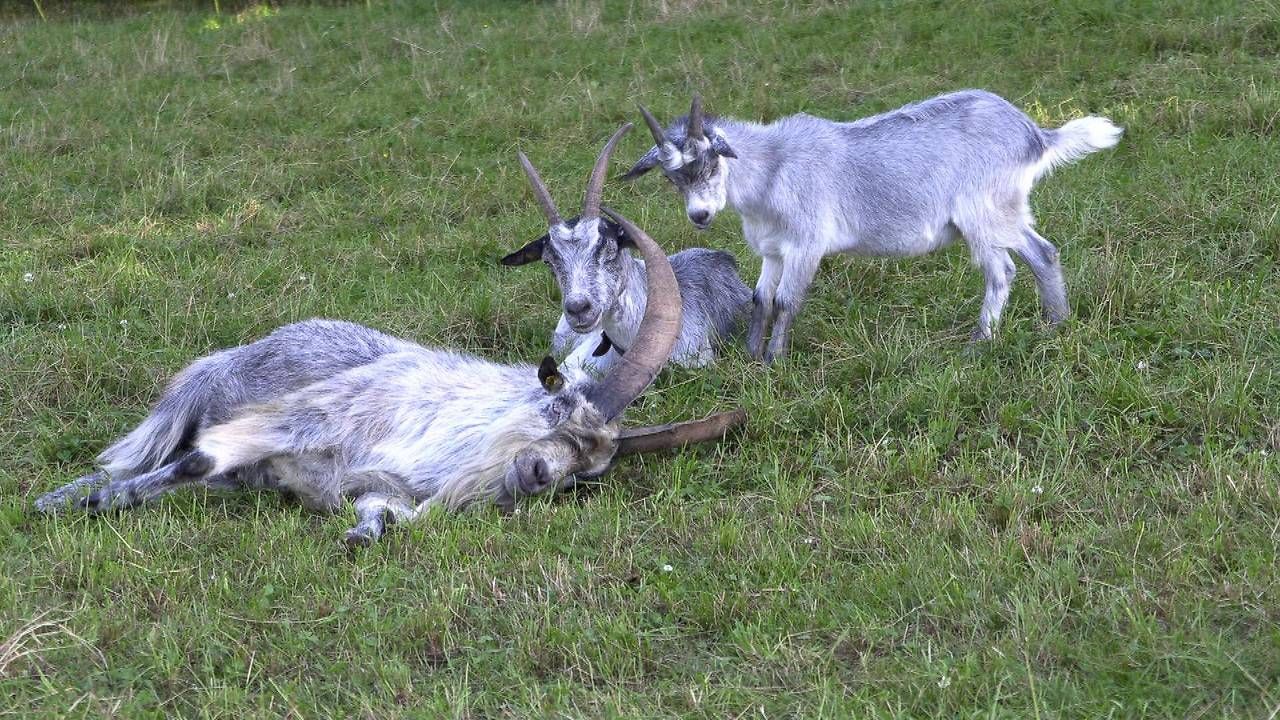 Ziegenbock Peter ist wieder mit seiner Herde vereint