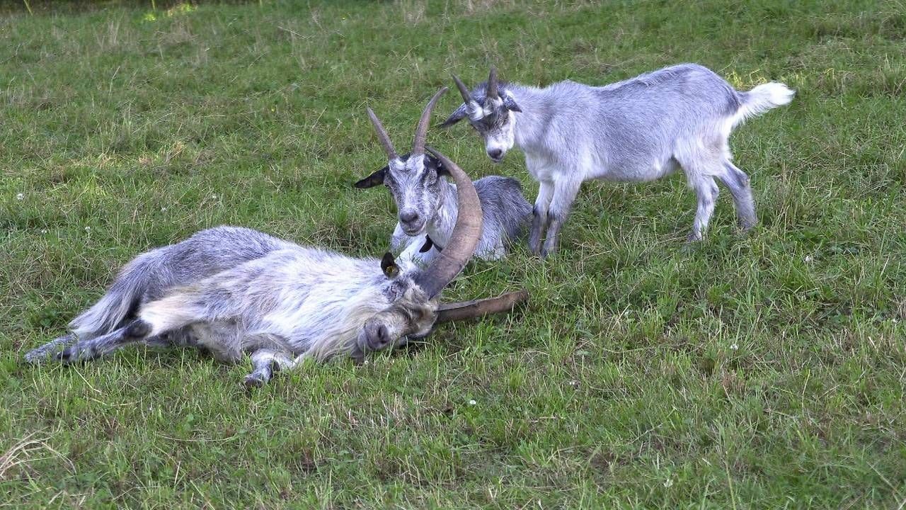 Heute.at - Wortwörtlich bockig! Ziegenbock Peter wieder zu Hause