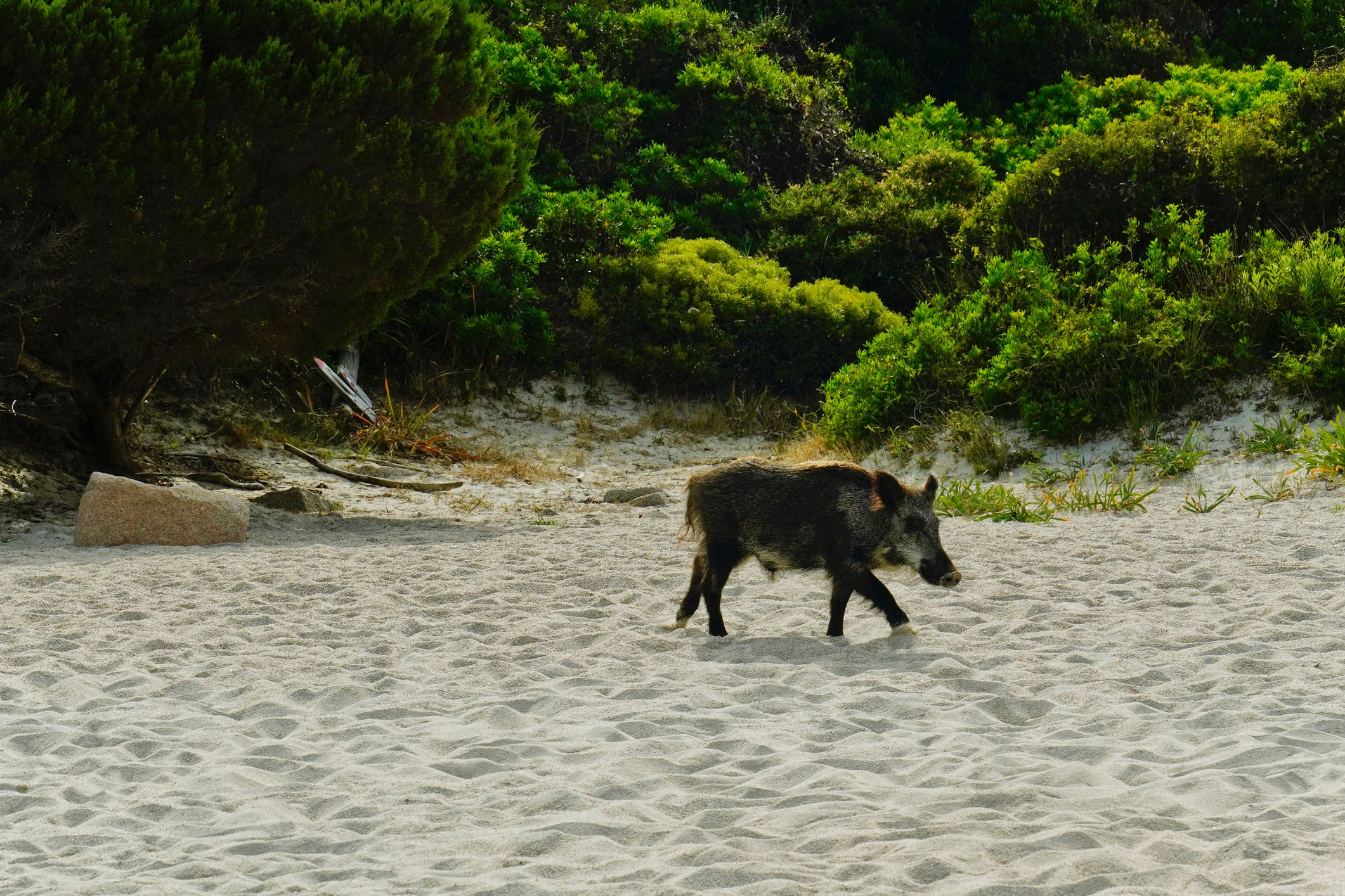 Die rund 80 Wildschweine auf der Insel Spargi wurden und werden von Touristen angefüttert. Jetzt sollen sie sterben.