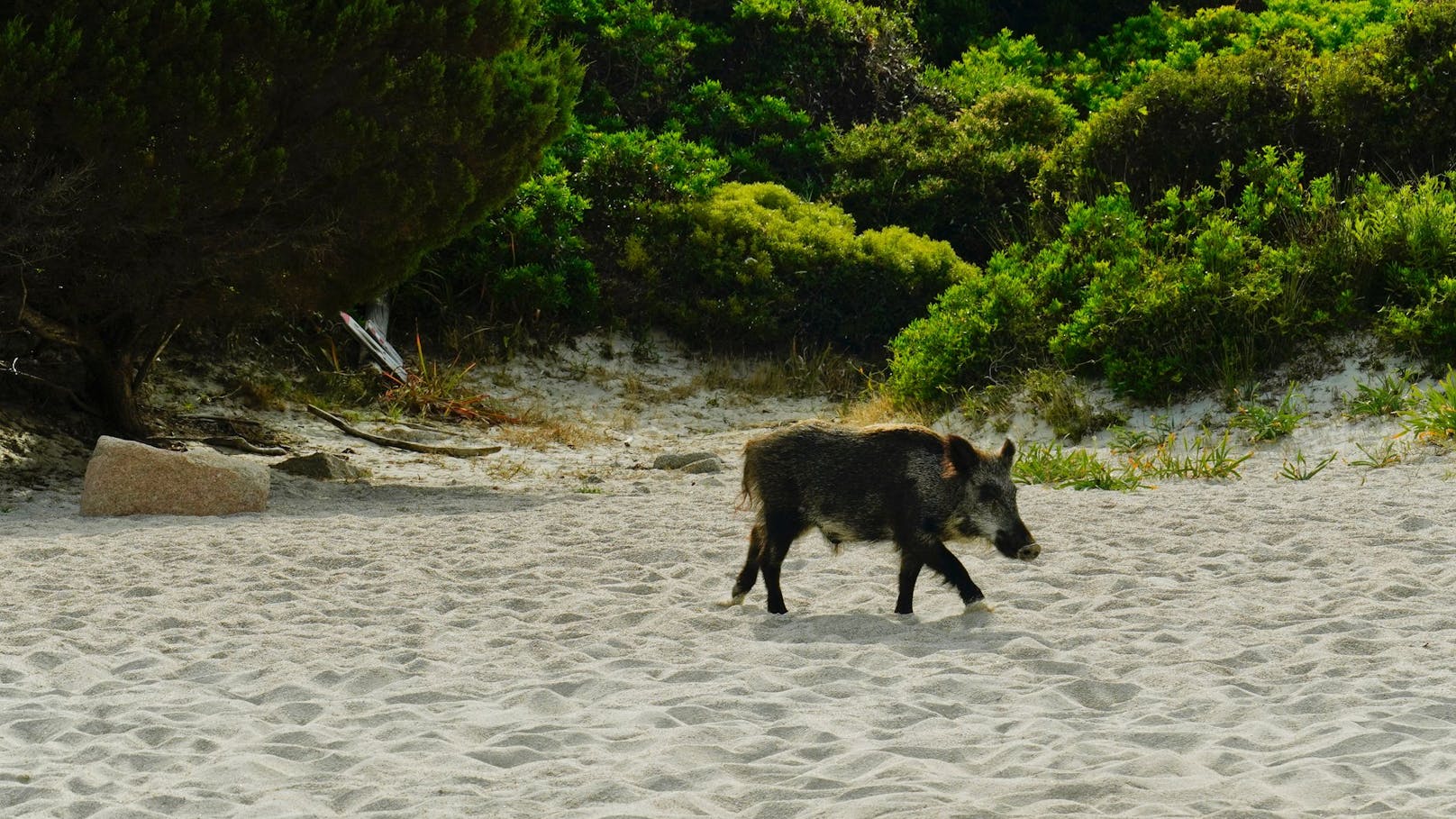 Wegen Touristen – Italien-Insel tötet alle Wildschweine