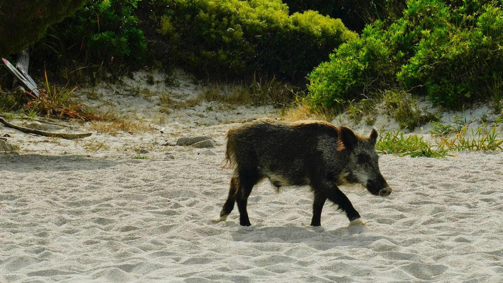 Wegen Touristen – Italien-Insel tötet alle Wildschweine