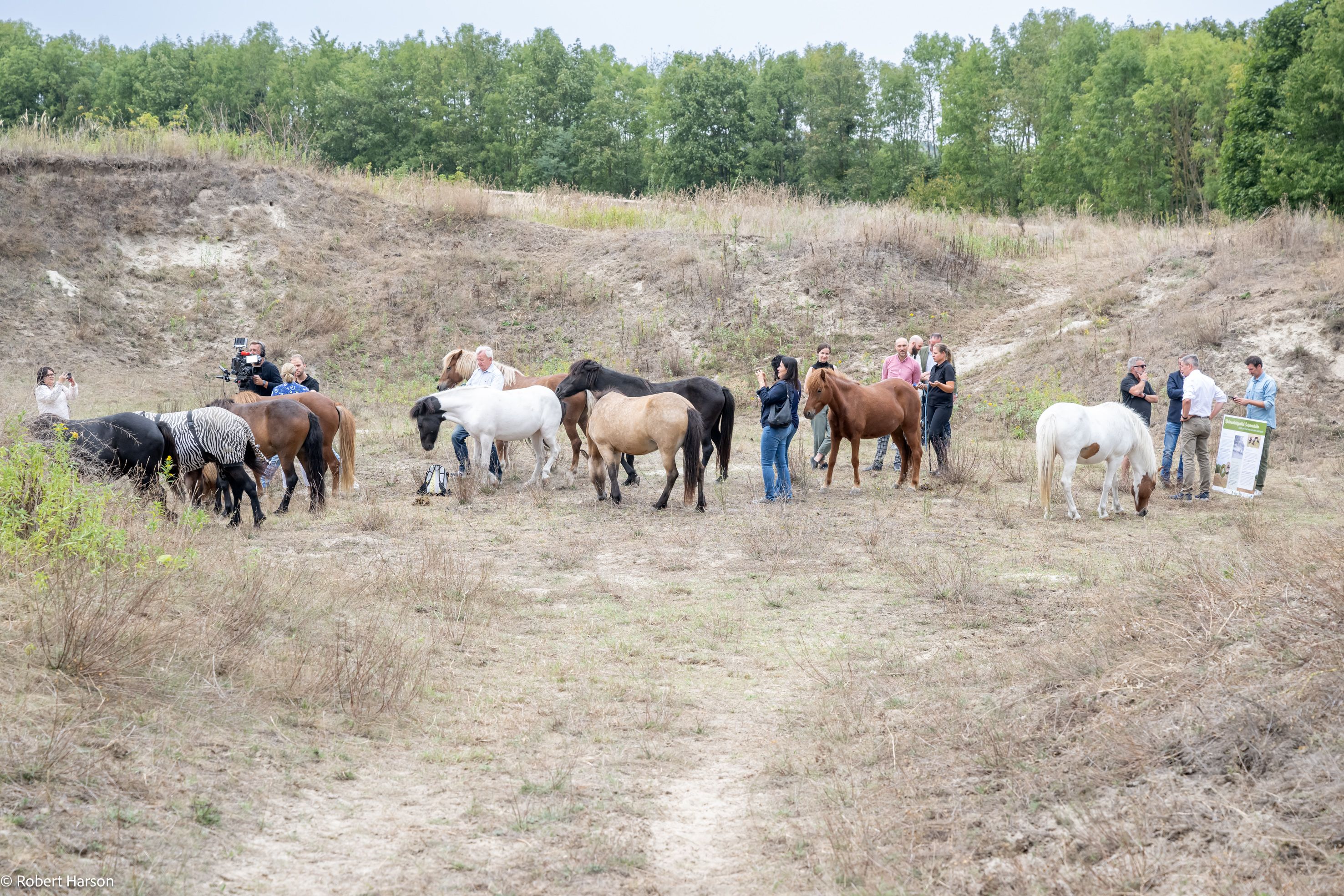 Im Naturschutzgebiet Lassee startete eine Beweidungsinitiative mit Islandpferden