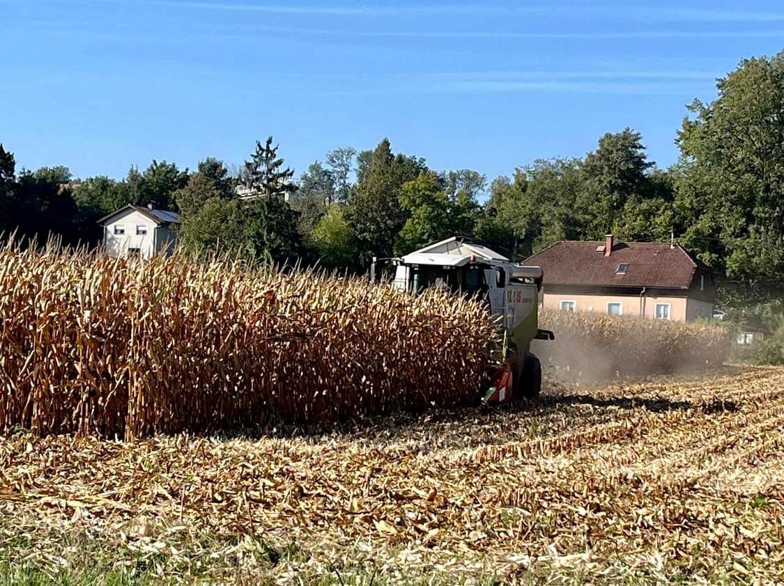 Anfang September – eigentlich einen ganzen Monat zu früh – musste in Linz schon der Mais geerntet werden.