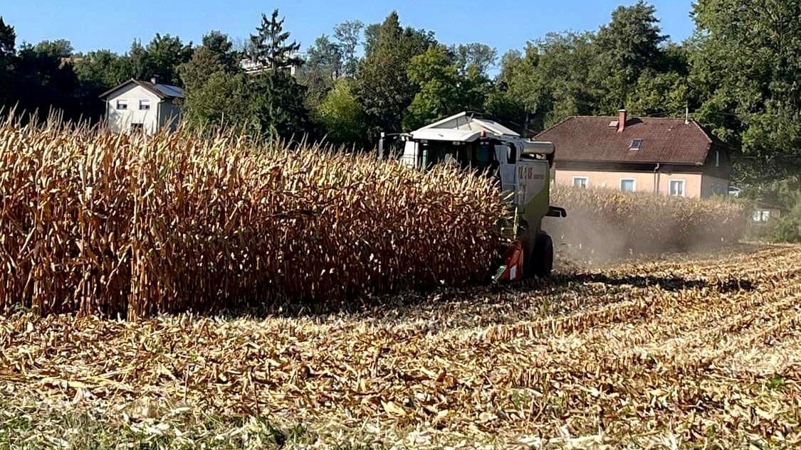 Anfang September – eigentlich einen ganzen Monat zu früh – wurde in Linz schon der Mais geerntet.