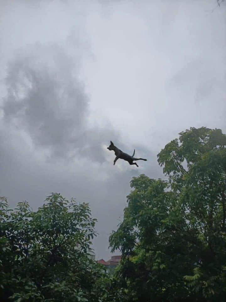 Ein Hund wird vom Taifun 