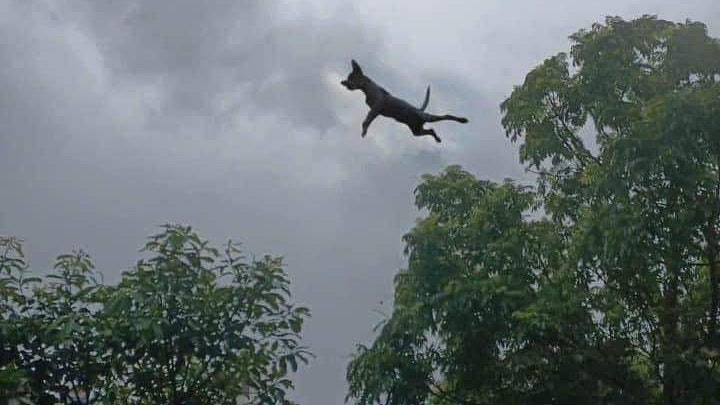 Heute.at - Dieser Todes-Taifun wirbelte einen Hund durch die Lüfte