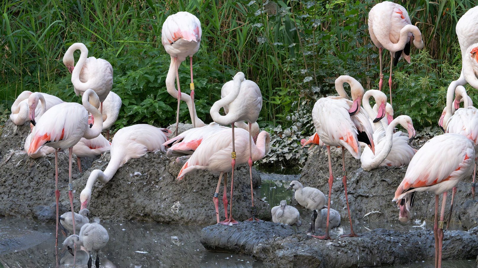 Nach vierjähriger Pause kann der Tiergarten Schönbrunn dieses Jahr wieder die erfolgreiche Nachzucht von Rosa Flamingos verkünden. 