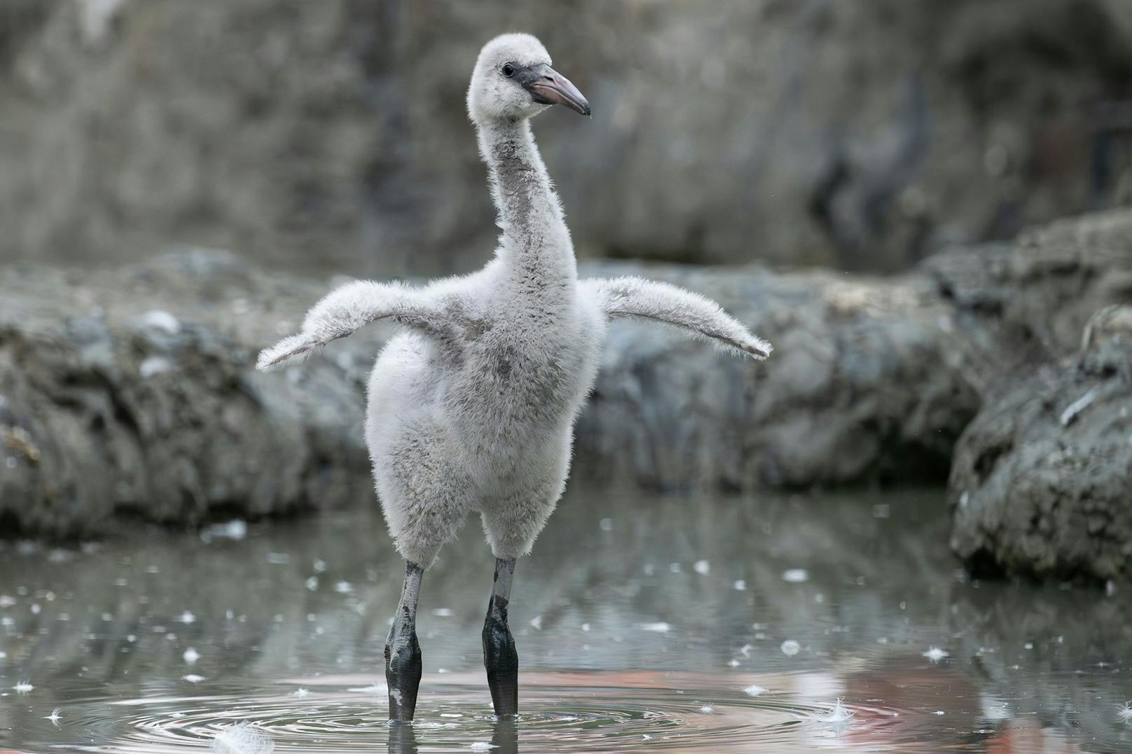 Nach vierjähriger Pause kann der Tiergarten Schönbrunn dieses Jahr wieder die erfolgreiche Nachzucht von Rosa Flamingos verkünden. 