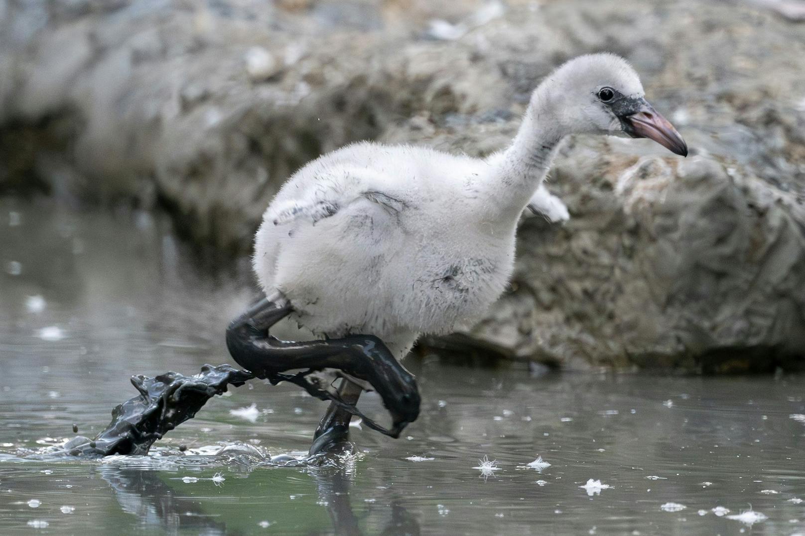 Nach vierjähriger Pause kann der Tiergarten Schönbrunn dieses Jahr wieder die erfolgreiche Nachzucht von Rosa Flamingos verkünden. 