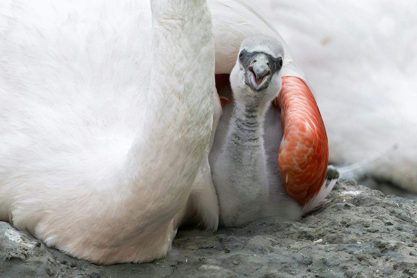 Nach vierjähriger Pause kann der Tiergarten Schönbrunn dieses Jahr wieder die erfolgreiche Nachzucht von Rosa Flamingos verkünden. 