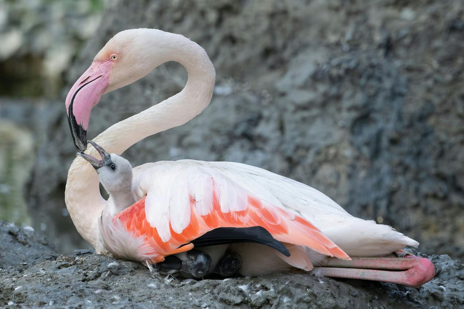 Nach vierjähriger Pause kann der Tiergarten Schönbrunn dieses Jahr wieder die erfolgreiche Nachzucht von Rosa Flamingos verkünden. 