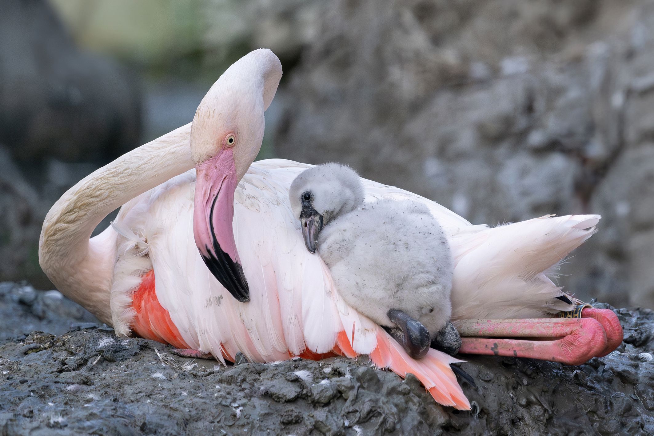 Im Gehege der Rosa Flamingos werden bald 