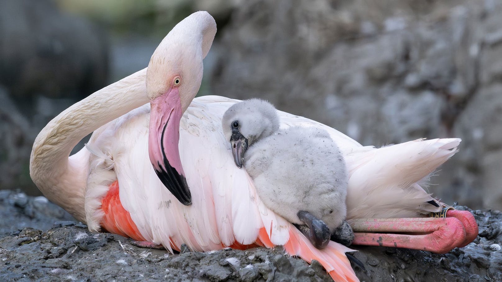 Große Freude über Nachwuchs im Tiergarten Schönbrunn