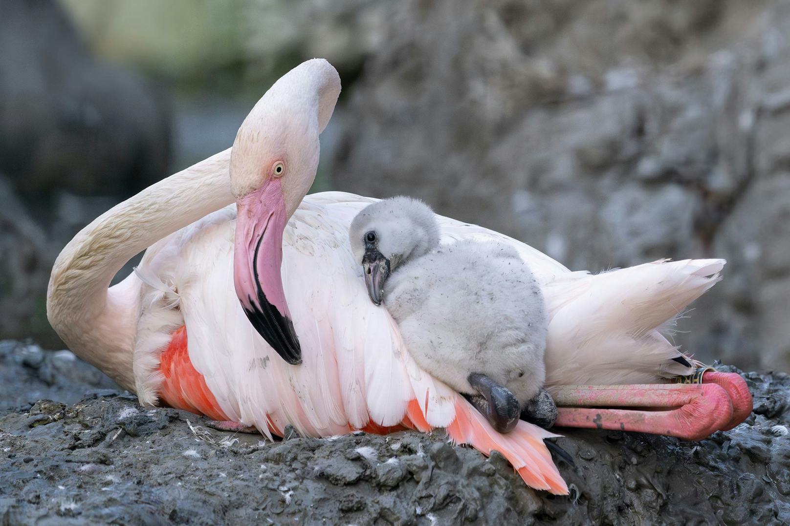 Nach vierjähriger Pause kann der Tiergarten Schönbrunn dieses Jahr wieder die erfolgreiche Nachzucht von Rosa Flamingos verkünden. 