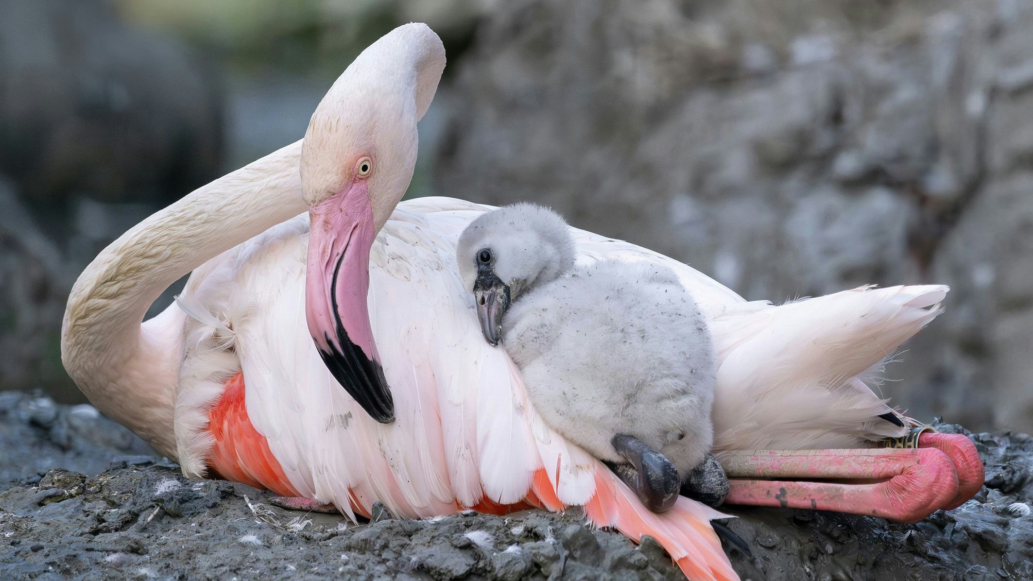 Nach vierjähriger Pause kann der Tiergarten Schönbrunn dieses Jahr wieder die erfolgreiche Nachzucht von Rosa Flamingos verkünden. 