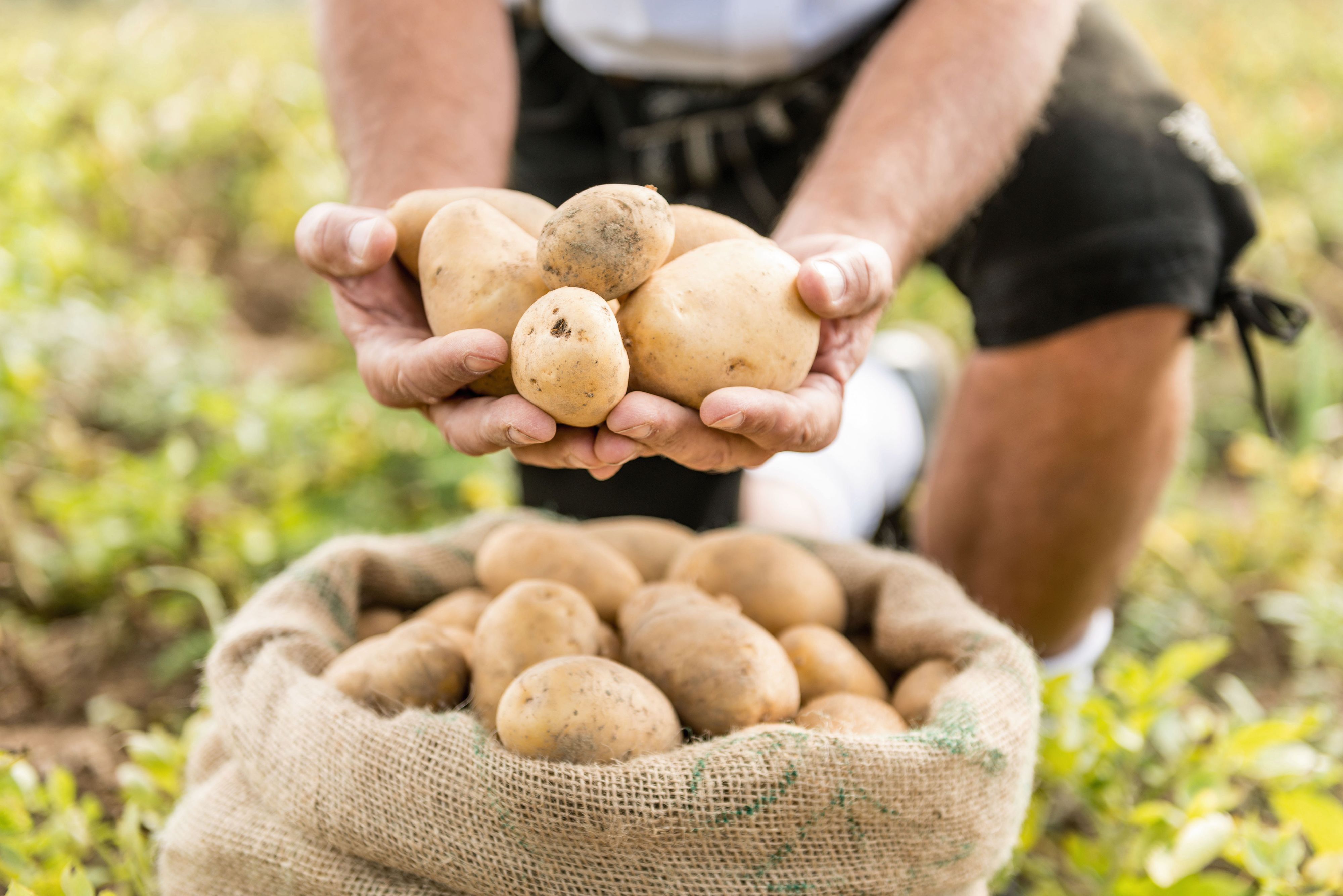 Für die Erdäpfelernte gibt es heuer eine schlechte Prognose. Die beliebten Knollen sind stark von Trockenheit und Schädlingen beeinträchtigt.