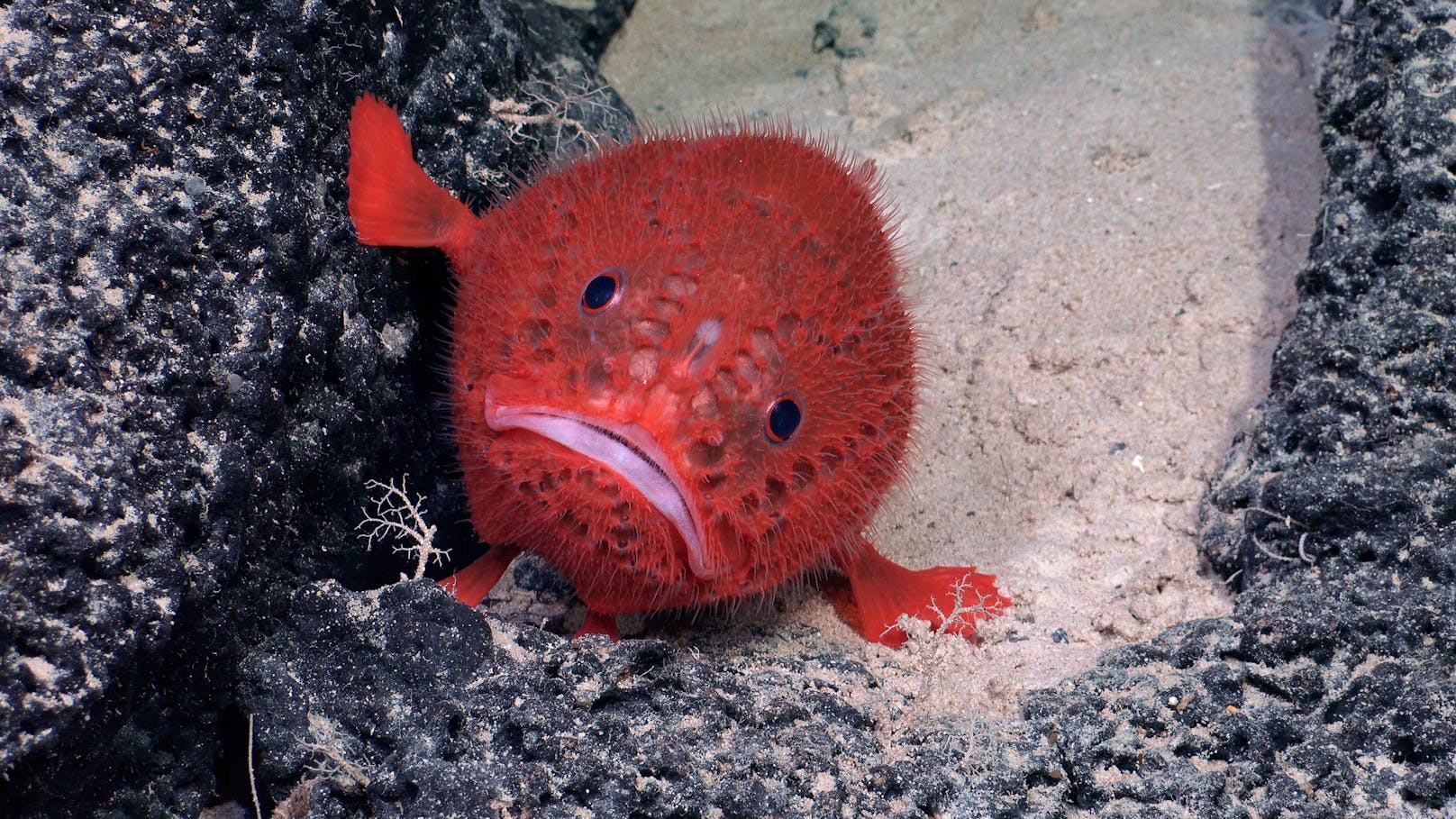 In einer Tiefe von 1430 Metern stießen sie auf eine Rote Seekröte (Chaunacops) – einen Fisch aus der Familie der Armflosser.