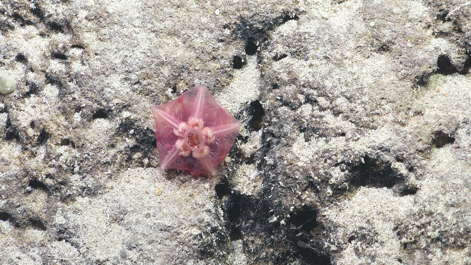 Dieser kleine Tiefsee-Seestern ist möglicherweise eine noch unbekannte Art, mutmaßen die Forscher.