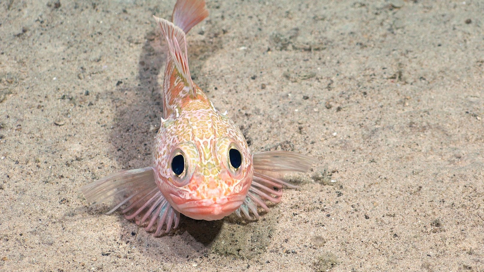 Hier blickt ein Skorpionfisch (Helicolenus lengerichi) mit seinen großen Augen in die Kamera. Für gewöhnlich bekommen einen solchen Meeresbewohner nur Fachleute zu sehen.