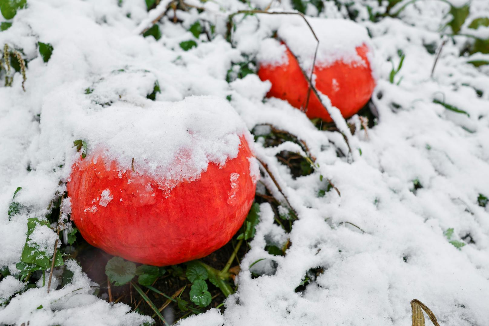 Zwei mit Schnee bedeckte Hokkaido-Kürbisse in Rohrmoos, Steiermark.