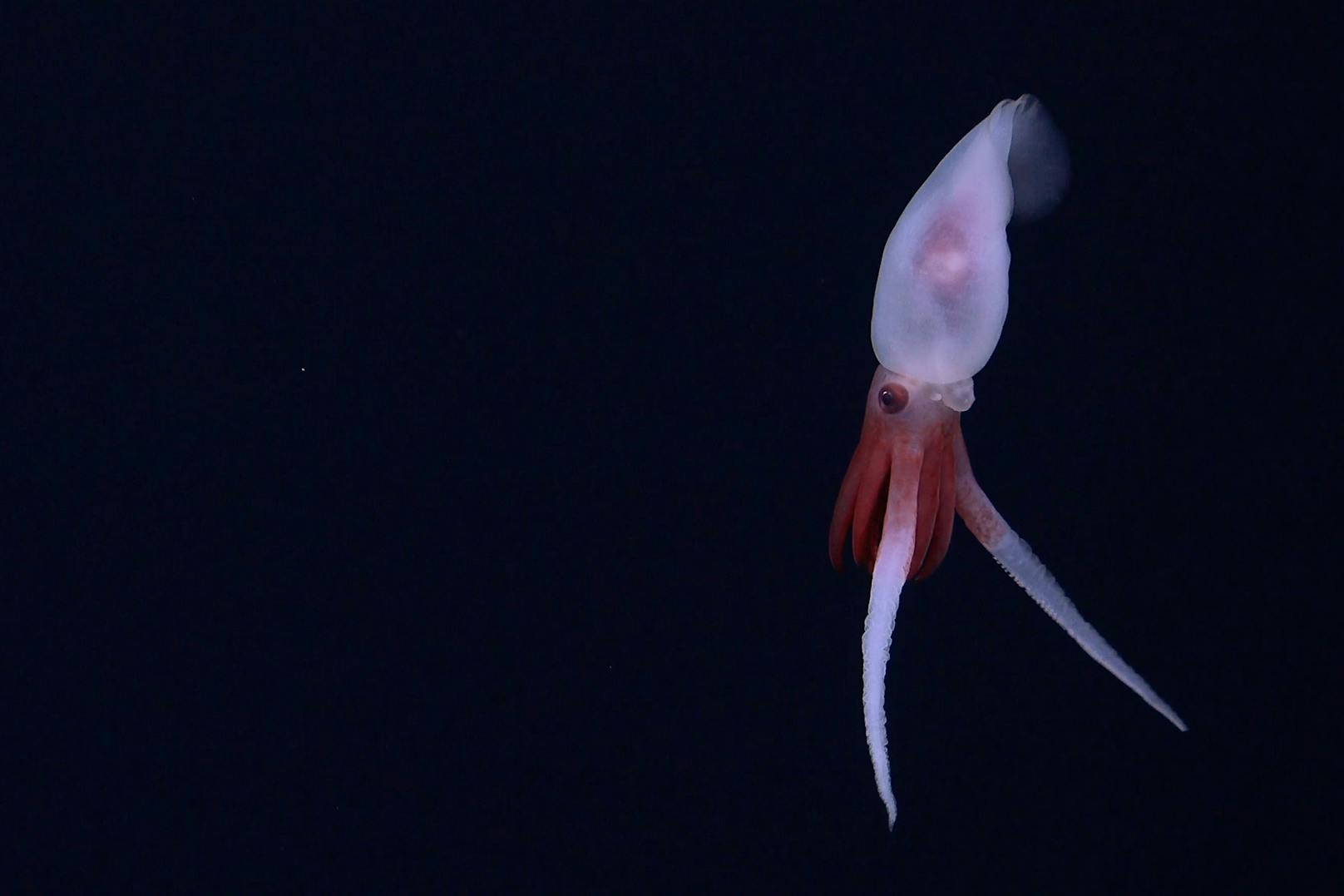 Zum ersten Mal wurde ein noch lebender Promachoteuthis-Tintenfisch gesichtet.