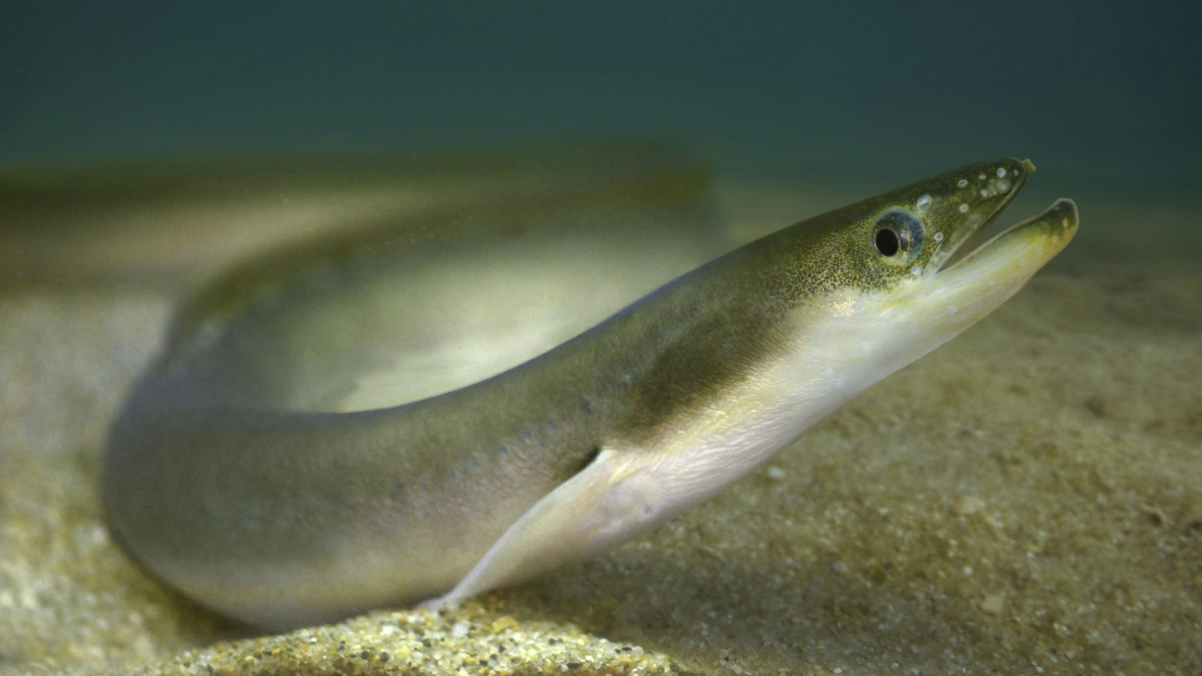 Download von www.picturedesk.com am 12.09.2024 (11:47).  Japanese eel, Anguilla japonica. The Japanese eel and other eels live in fresh water and estuaries where they feed and grow as yellow eels for a number of years before they begin to mature and become silver eels that migrate to the sea spawn. The spawning - 20181113_PD13844 - Rechteinfo: Rights Managed (RM)