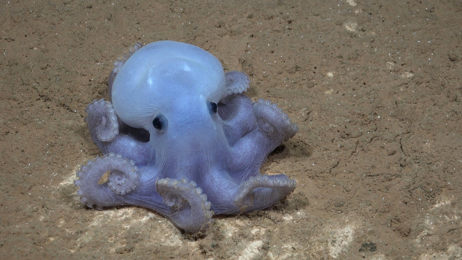 Bei einer Expedition zur Unterwasserbergkette Nazca-Rücken und der Erforschung eines dort bisher unbekannten Tiefseeberges, macht der Tauchroboter des "Schmidt Ocean Institute" Aufnahmen einer Casper-Krake, die noch nie zuvor im südlichen Pazifik gesichtet wurde.