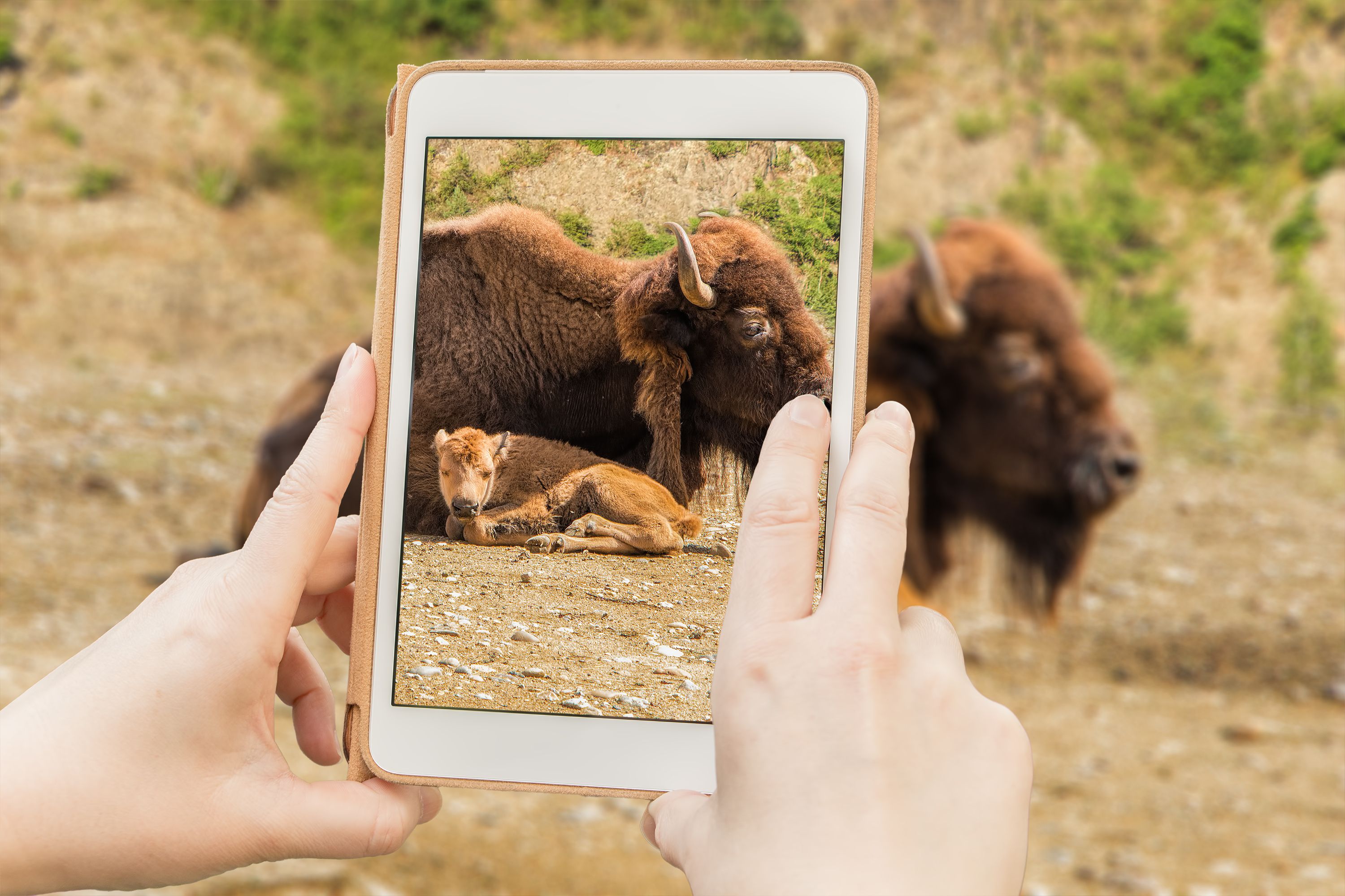 Einem Bison zu nahezukommen, ist grundsätzlich schon keine gute Idee. Einer Kuh mit Kalb auf den Pelz zu rücken, ist erst recht lebensgefährlich.