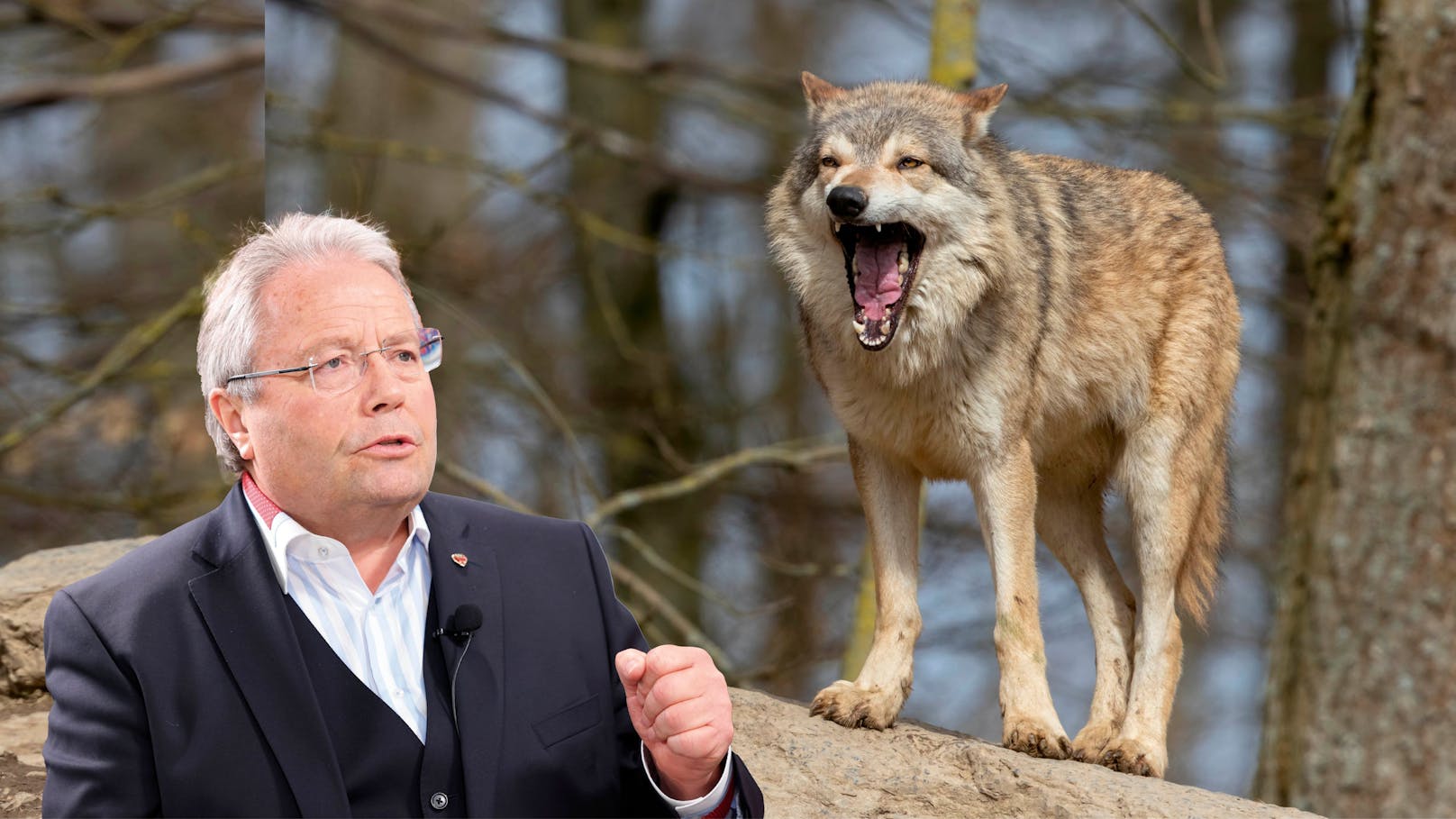 "Ungestraft Schafe töten" – ÖVP-Mann hat Wolf im Visier