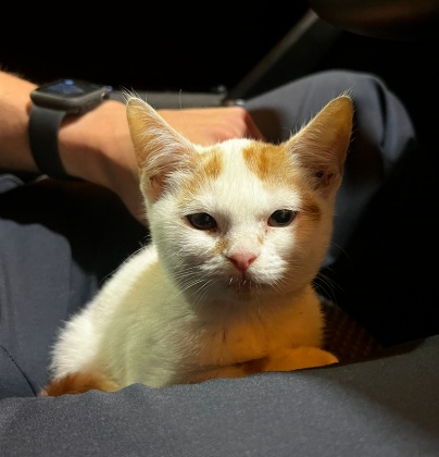 Besonders oft sind Katzen Opfer von Sadismus. Diese Katze und fünf weitere wurden einem einzigen Tierquäler abgenommen.