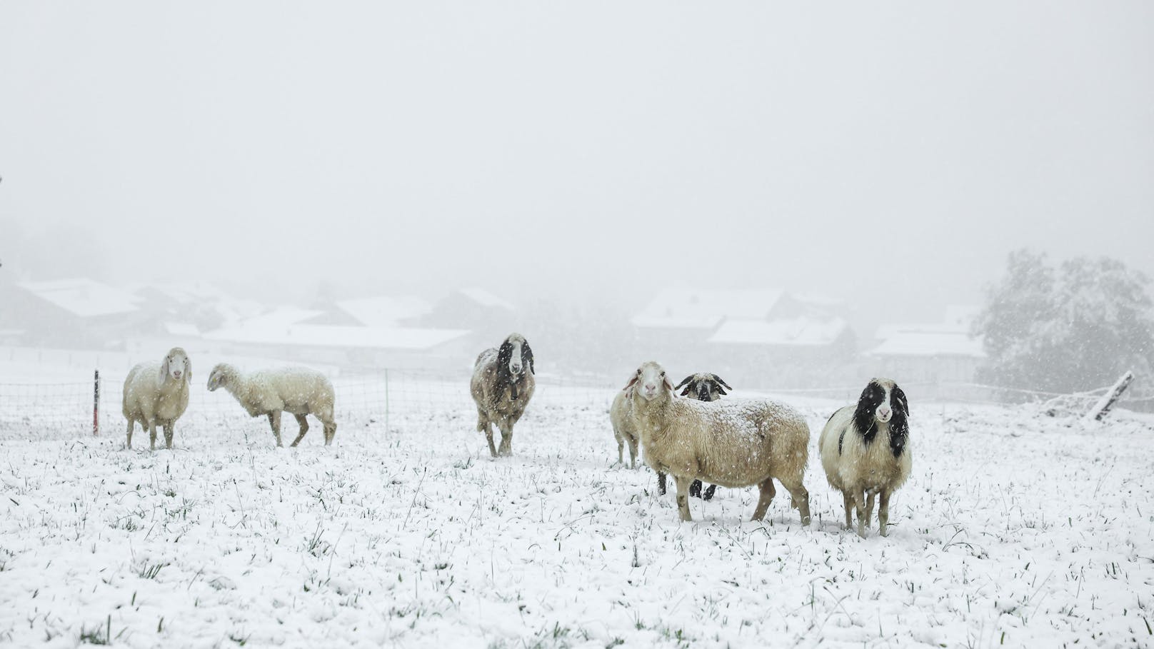 Die Unwetterlage bringt einen Wintereinbruch in Rohrmoos in Schladming in der Steiermark mit sich. 