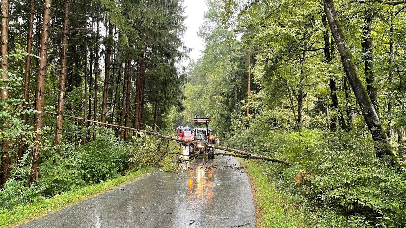 In Riedlingsdorf (Burgenland) kam es zum Feuerwehreinsatz wegen eines umgestürzten Baumes. 