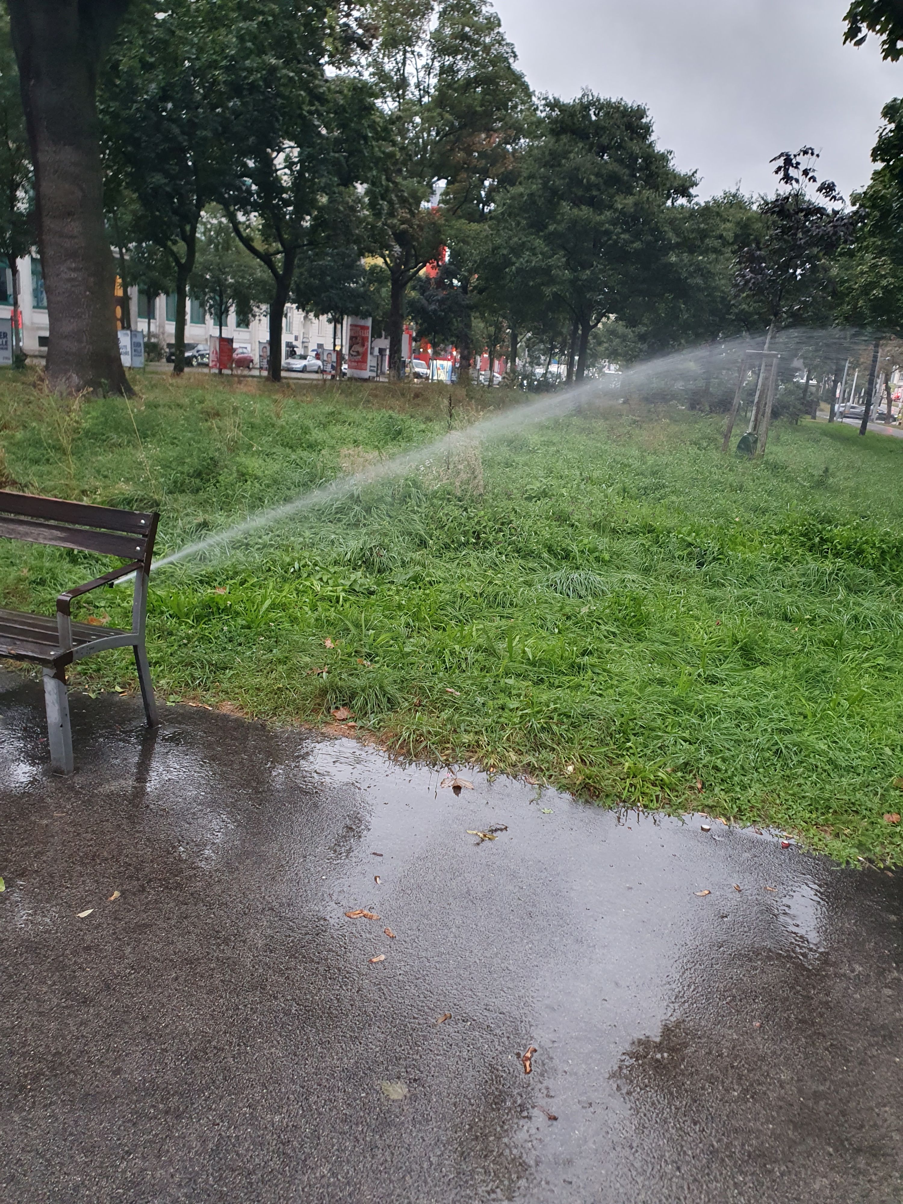 Am Gaudenzdorfer Gürtel wird bei Dauerregen der Rasen gegossen.