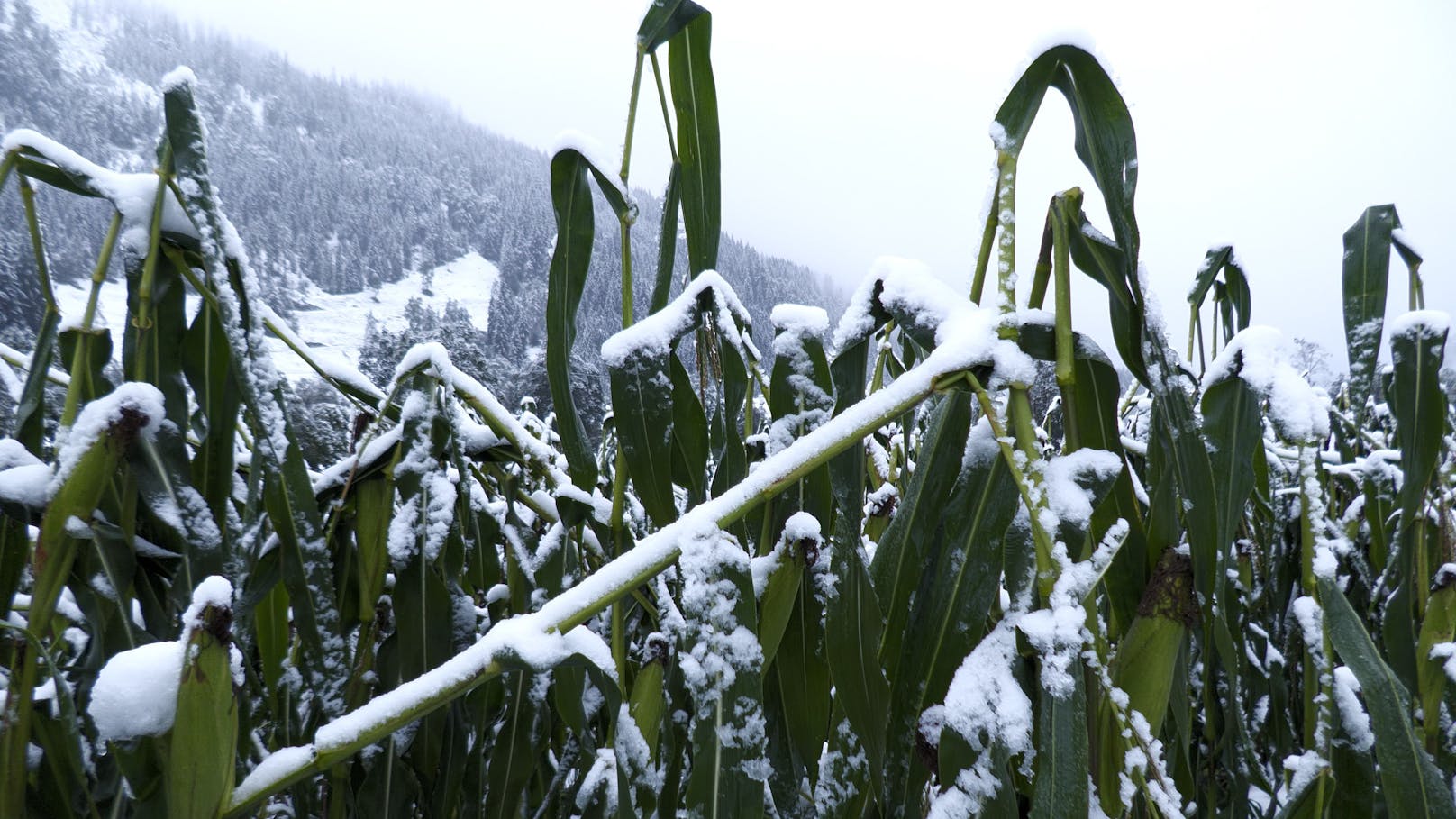 Das Vb-Tief sorgt in den Alpen für ein kräftiges Schneechaos. Oberhalb 1400 Metern ist viel Neuschnee gefallen. Was im Tiefland als Regen fällt, wird in Obertauern als Schnee gepudert.