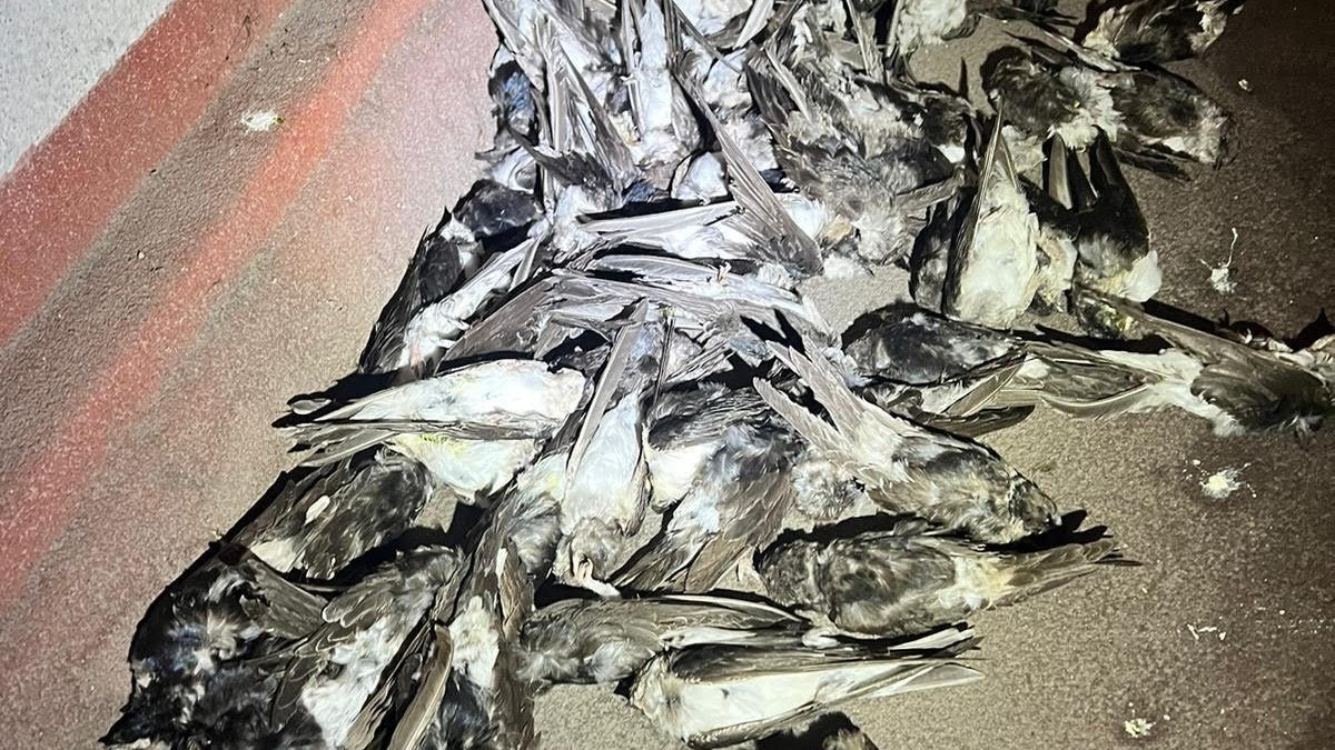 Aufgrund der dramatischen Wettersituation kommt es gerade zu einem Schwalbensterben. Tierschutz Austria hilft geschwächten Tieren.