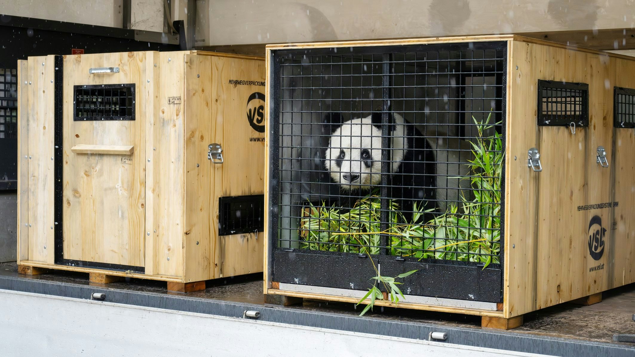 Die beiden Pandas in ihren Transportboxen.