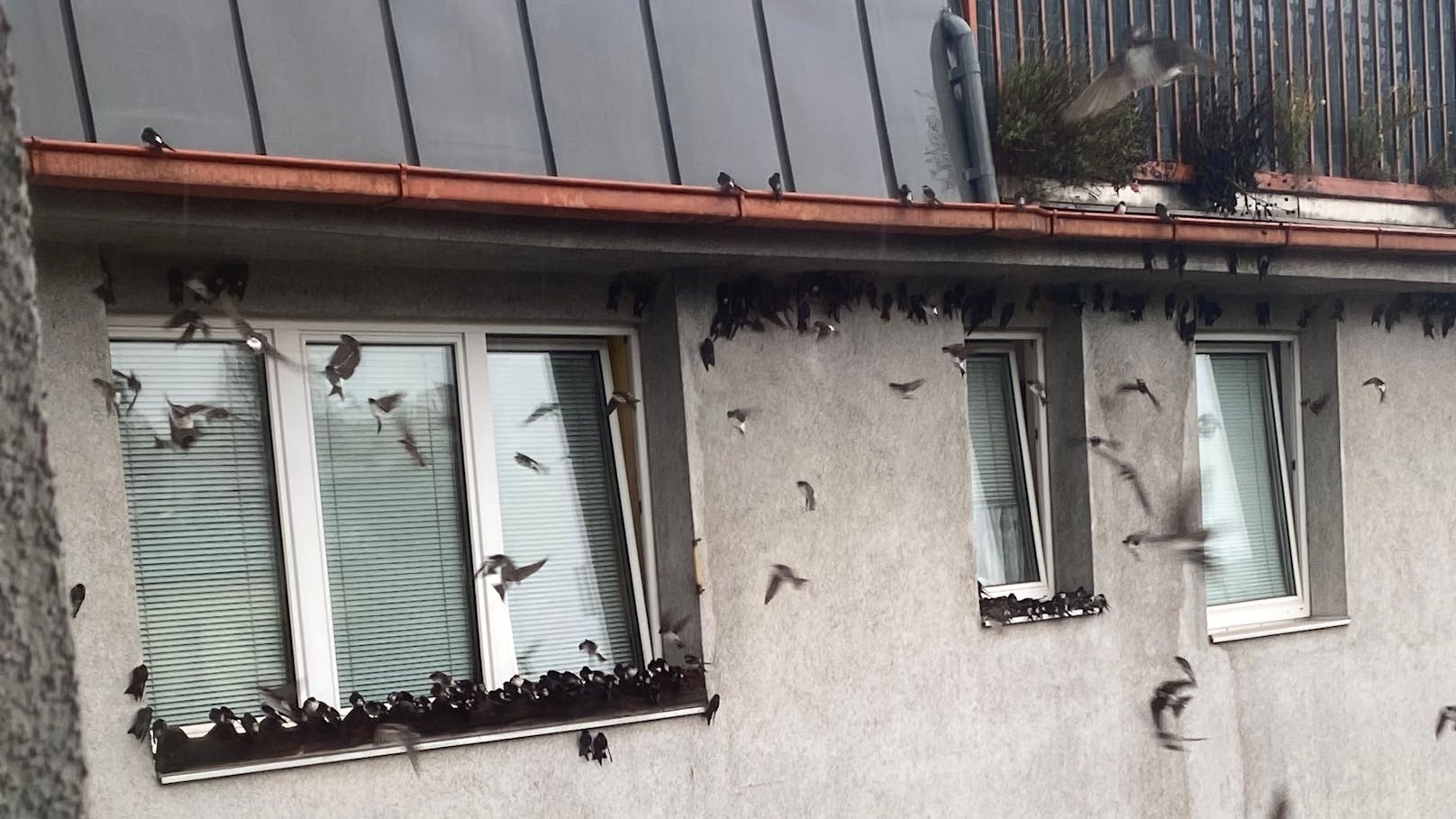 Vögel-Invasion! Tiere flüchten vor Jahrhundert-Sturm, auch in Wien.