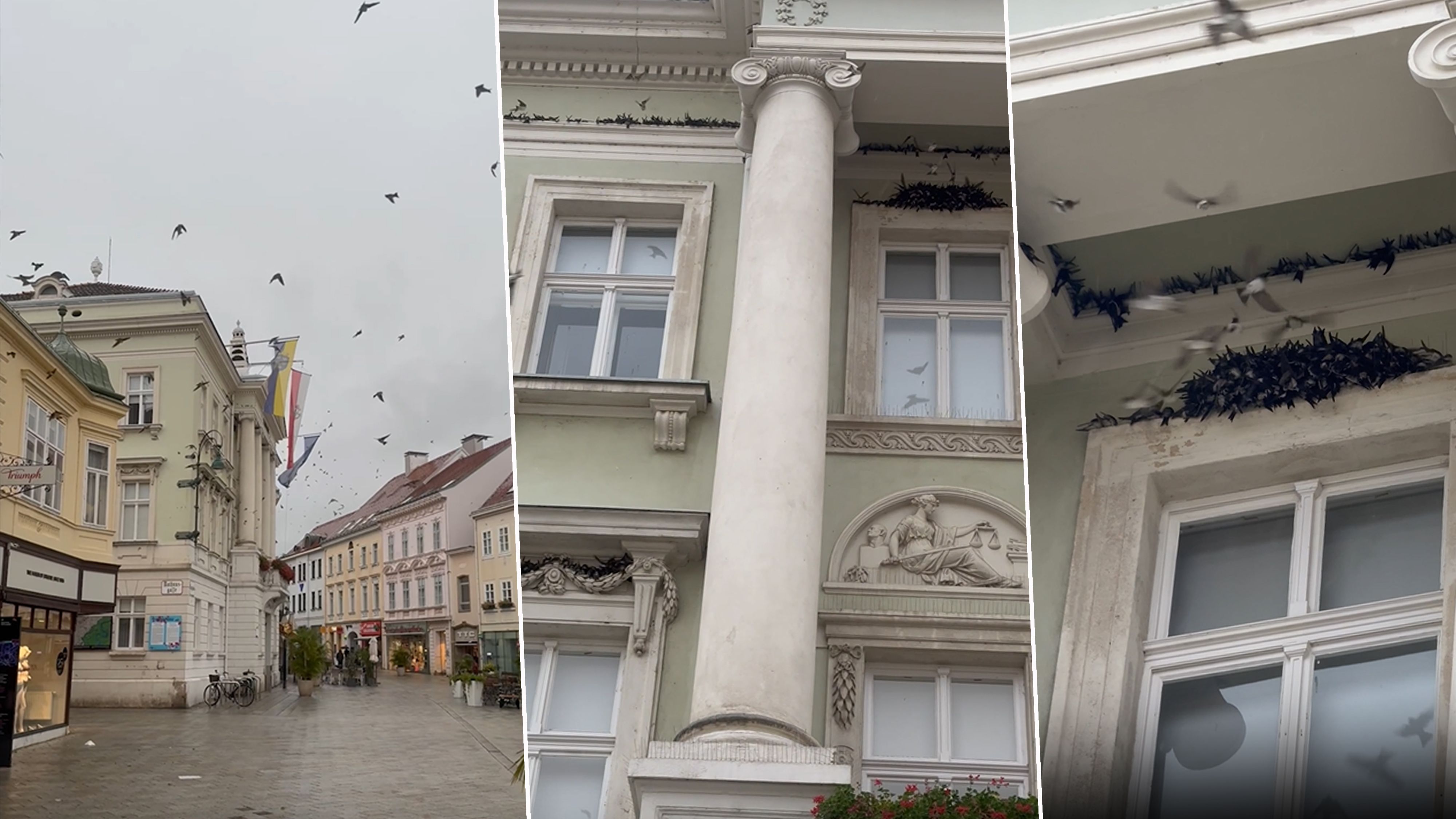 Gruselig! Schwalben nehmen Hauptplatz in NÖ ein.