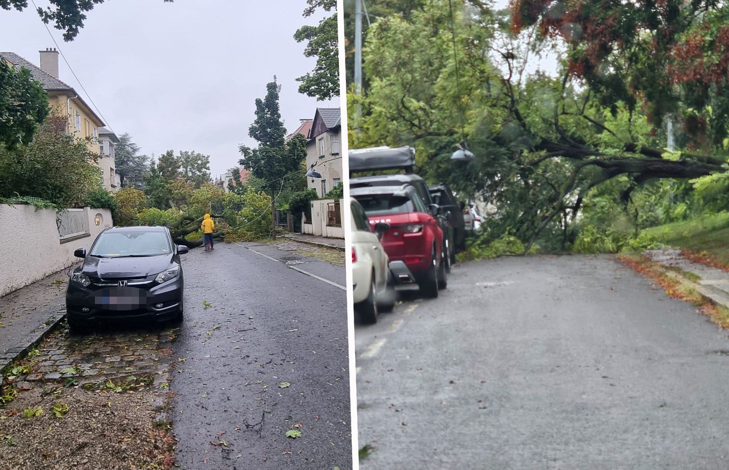 Unzählige Bäume hielten dem Unwetter nicht stand.