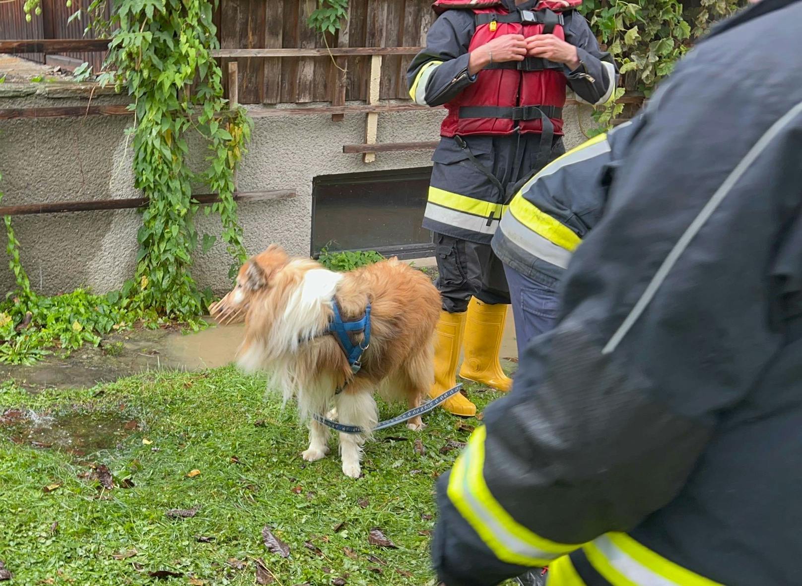 Rettungsaktionen in Melk, Spielberg, Loosdorf und Zelking