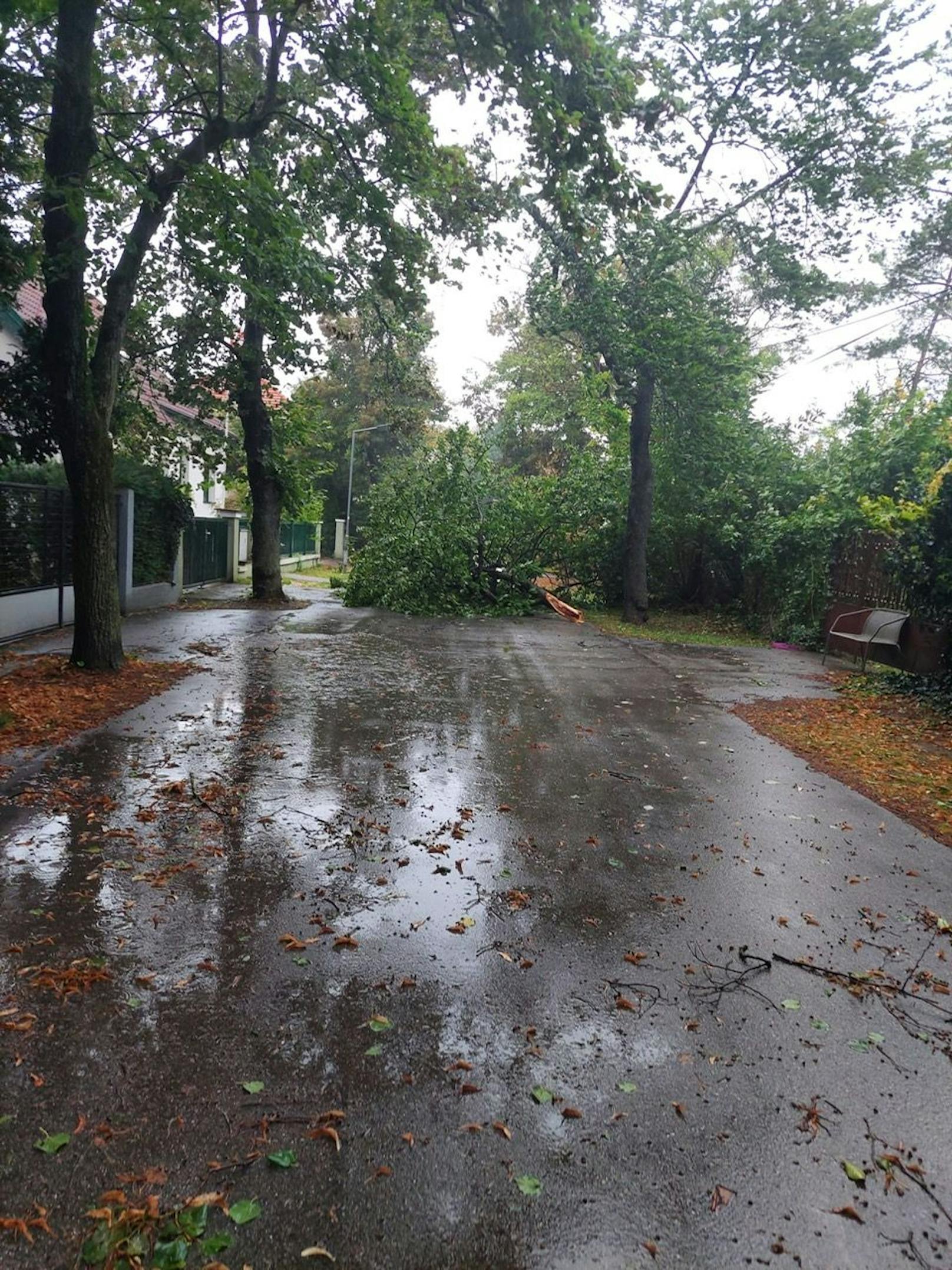 Die Unwetter, der Starkregen und der Sturm führen auch im Bezirk Baden zu hunderten Feuerwehreinsätzen. Die Feuerwehr Ebreichsdorf ist aufgrund zahlreicher umgestürzter Bäume im Einsatz.