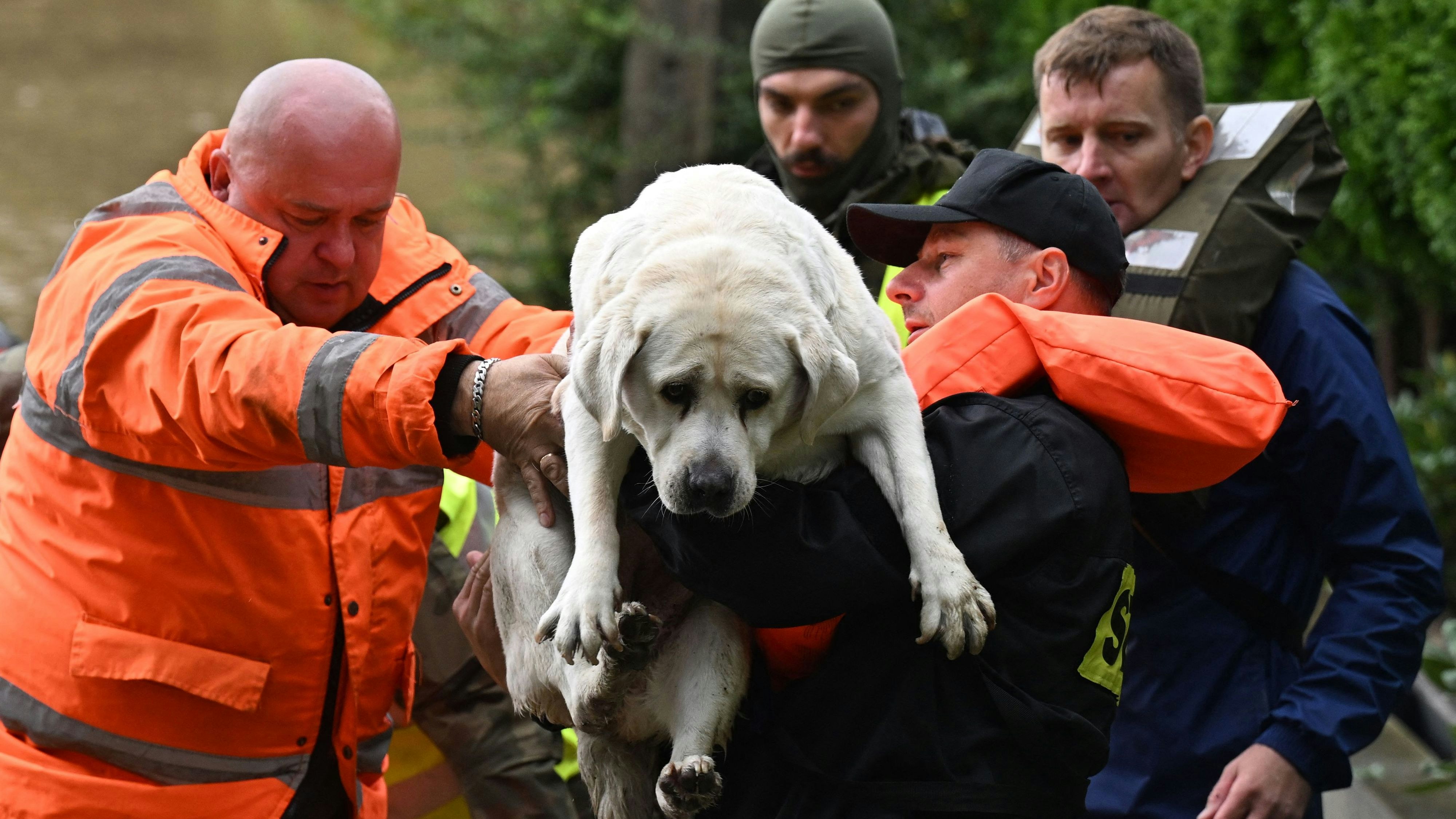 Helfer retten in Rudawa, Südpolen, einen Hund aus den Fluten 