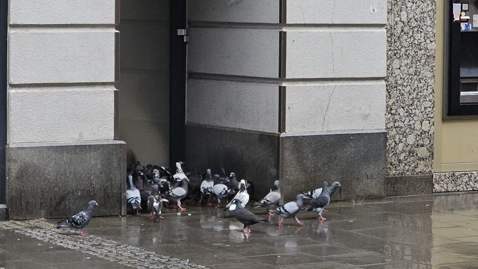 Auch die Tauben suchen in der Linzer Innenstadt Schutz vor dem Regen.