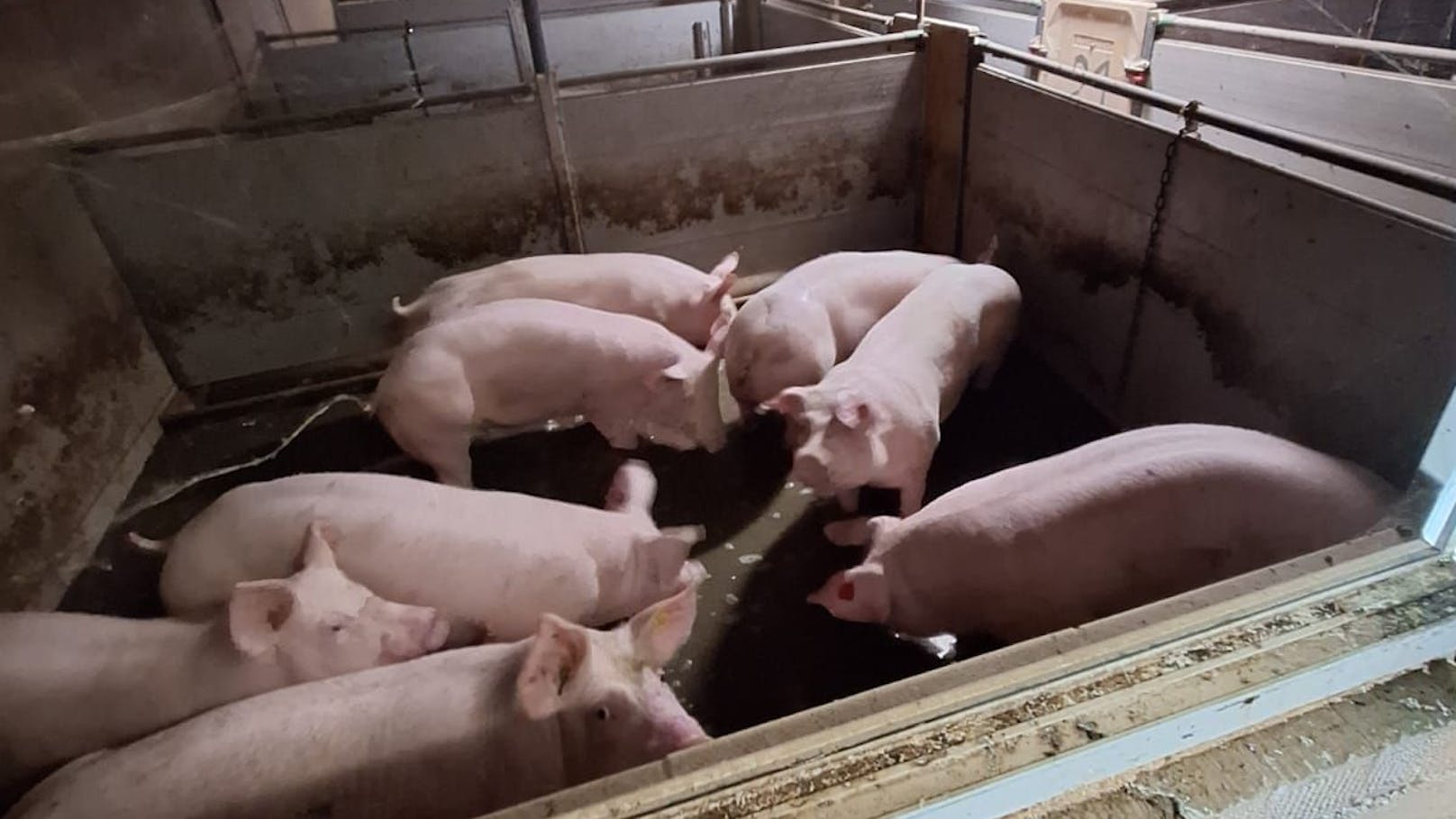 400 Schweine sind in Judenau bei Tulln durch die Flutwelle ertrunken.